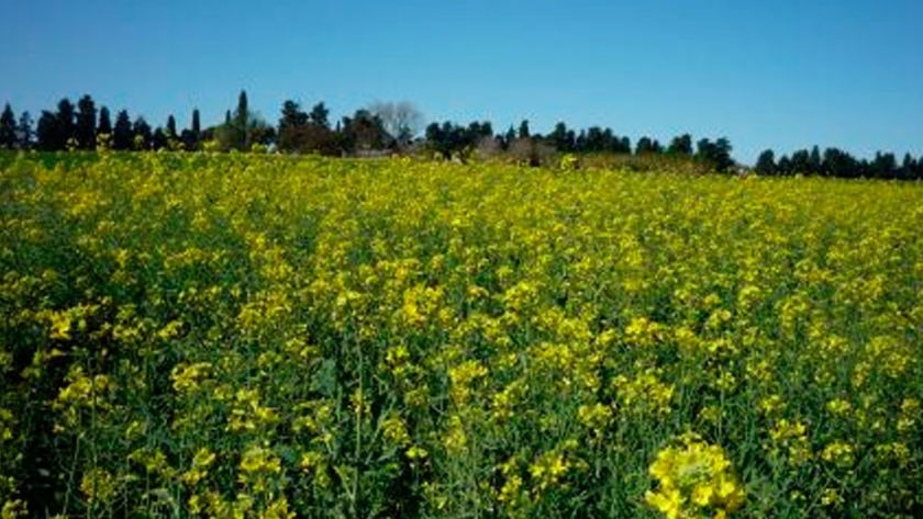 Macacha INTA, la primera variedad de colza del país
