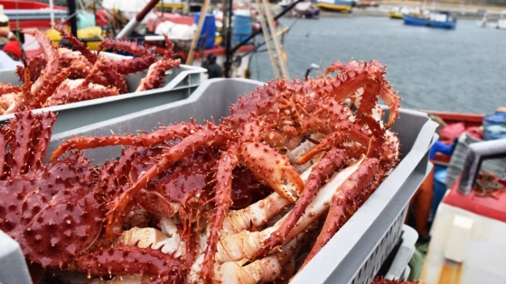 Centolla: el INIDEP concluyó la primera campaña científica centrada en la reproducción en el Área Sur