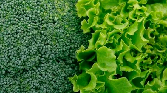 Producción orgánica: Brócoli y lechuga como cultivos de protección