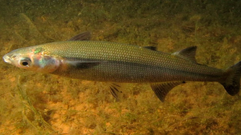 Pesca de Pejerrey patagónico (Odontesthes hatcheri)