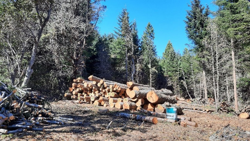 El Servicio Forestal Andino busca reemplazar el pino Oregón por especies autóctonas