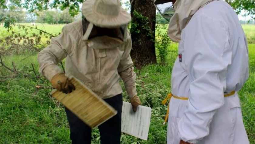 Con el propóleo de las abejas crearon un hidrogel que inhibe a las bacterias que resisten antibióticos