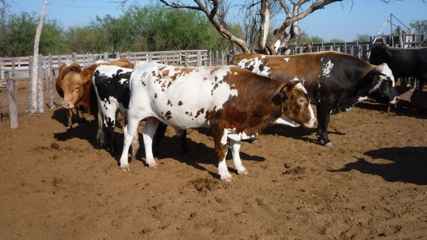 El Bovino Criollo Argentino