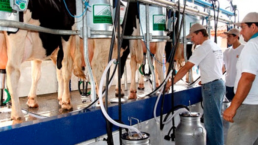 Brasil: la producción de leche se estancó en el último trimestre de 2020