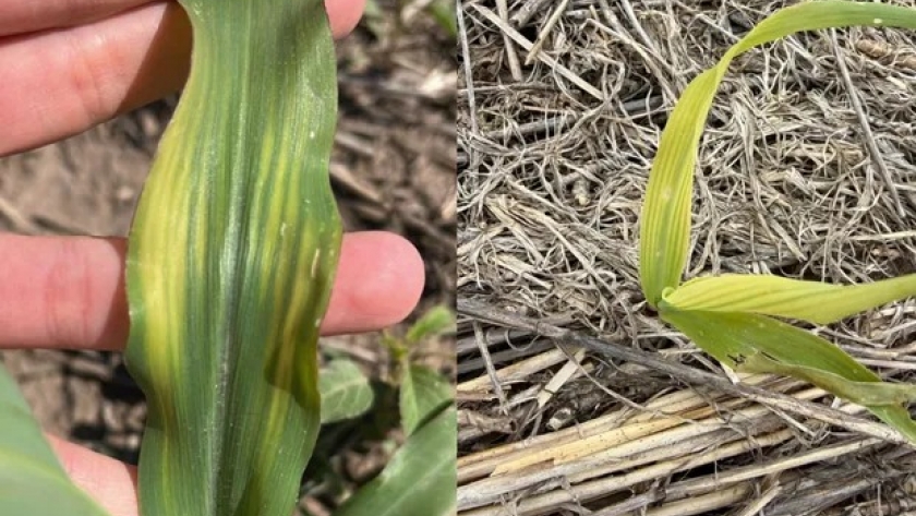 Zinc Deficiency in Corn Limits Yield Before Symptoms Appear