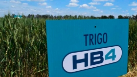 Uruguay avanza en autorización de trigo transgénico tolerante a sequía