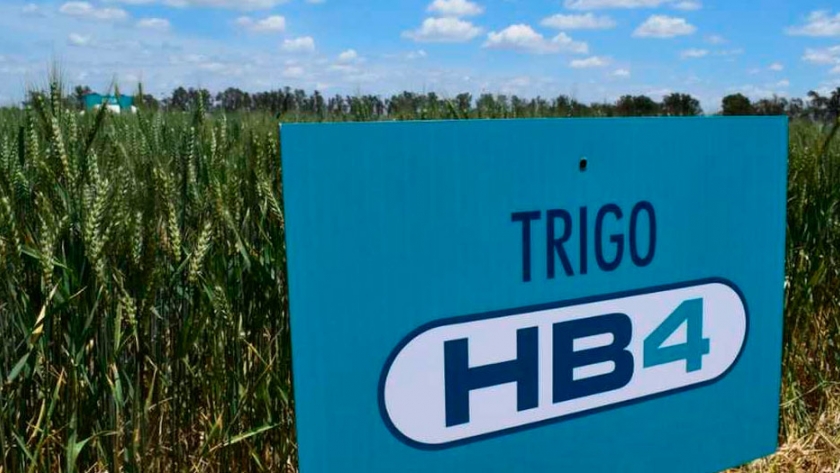 Uruguay avanza en autorización de trigo transgénico tolerante a sequía