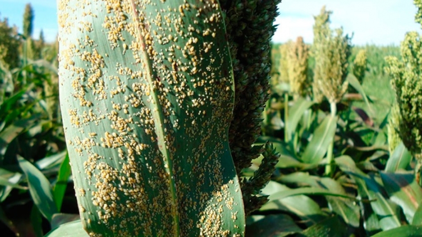Pulgón en sorgo: alerta por la aparición de una nueva especie