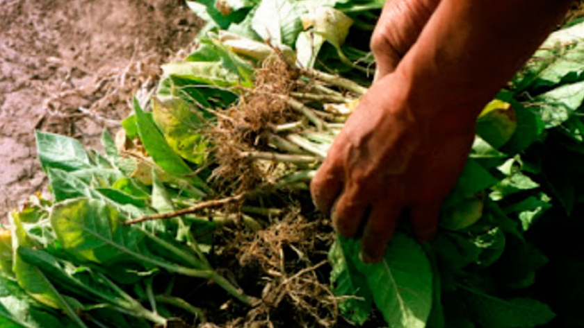 La sequía impacta muy fuerte en el tabaco y otras producciones misioneras