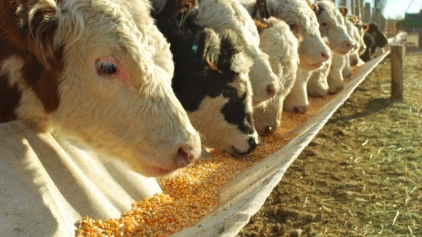 Crece el sector ganadero a pesar del lento inicio de zafra