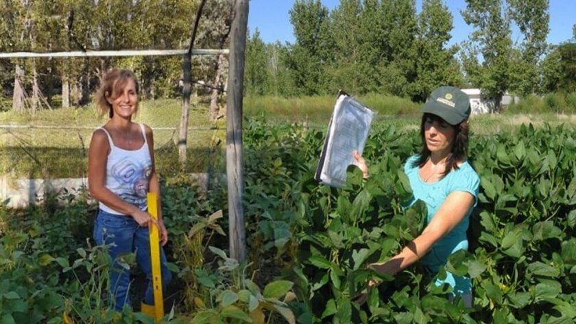 Crean una nueva variedad de soja no transgénica con propiedades para la industria y alimentación de cerdos