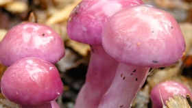 Científicas chubutenses desarrollaron una aplicación para distinguir hongos comestibles en la Patagonia