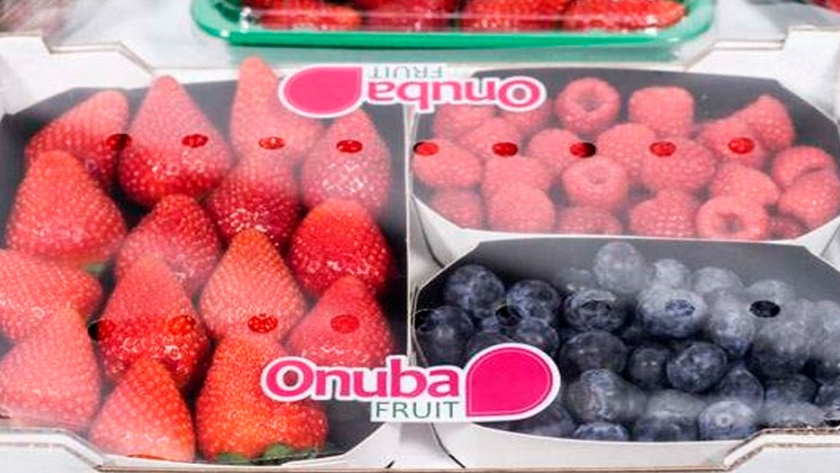 Nuevas variedades de frambuesa para aumentar la producción en invierno