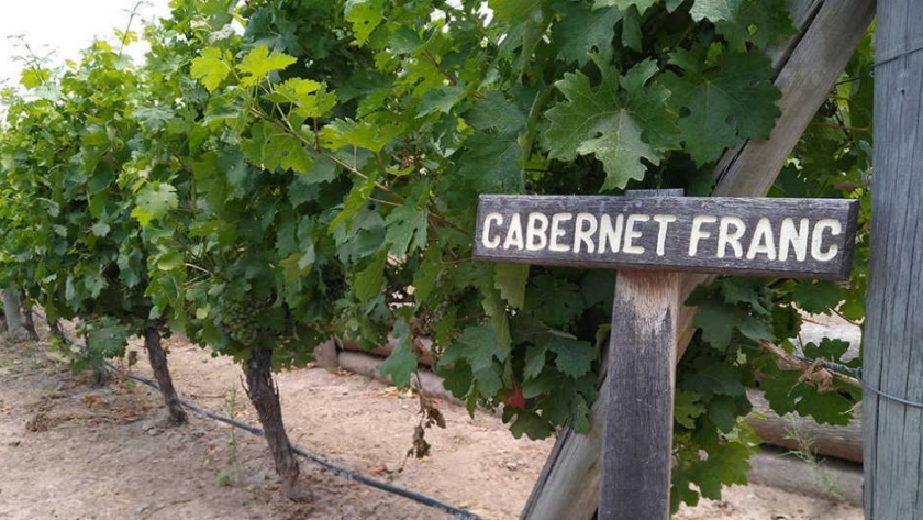 Conociendo el Cabernet Franc