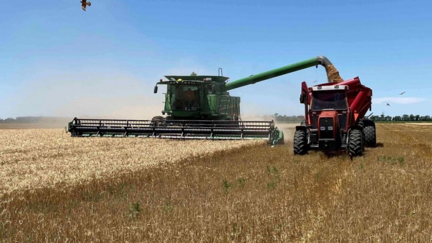 Australia y Brasil, luces amarillas para el trigo: las exportaciones son las más bajas en cinco años