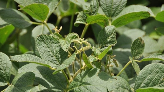 Inscriben cinco nuevas variedades de soja no transgénicas