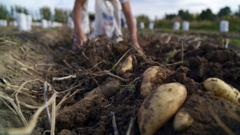 Agricultura asiste a productores familiares en la distribución de bolsones de hortalizas