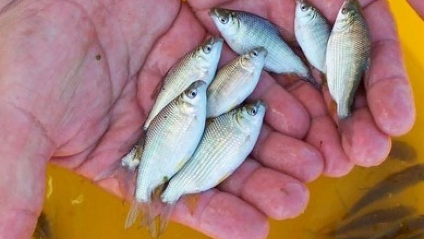 Misiones impulsa la actividad piscícola promoviendo el consumo de pescado de cultivo