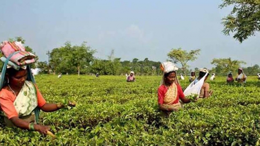 La FAO de las Naciones Unidas nombra 4 sitios de cultivo de té asiáticos como sistemas de patrimonio agrícola de importancia mundial