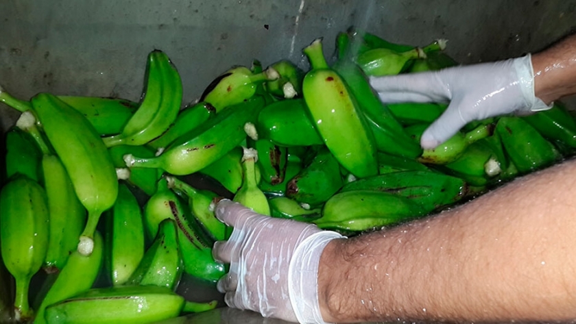 Investigadores del INTA elaboraron harina a partir de bananas de descarte