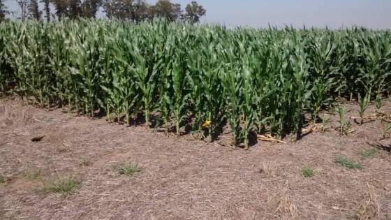 <Arreglo espacial para maíces tempranos sembrados en ambientes de alto potencial