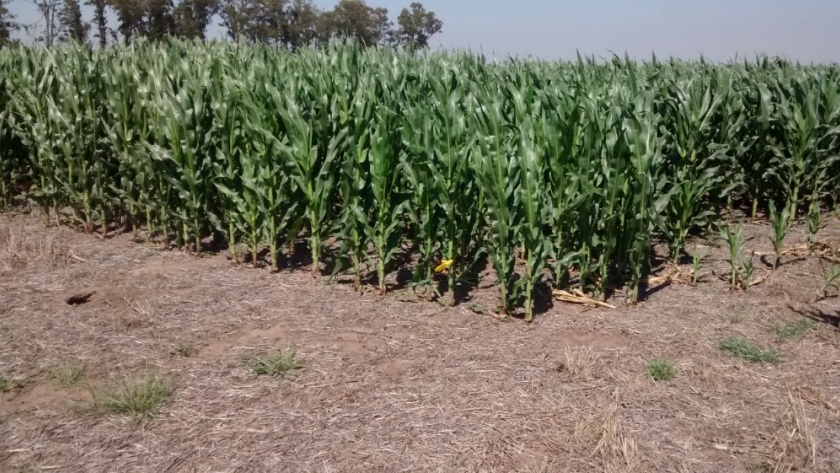 Arreglo espacial para maíces tempranos sembrados en ambientes de alto potencial