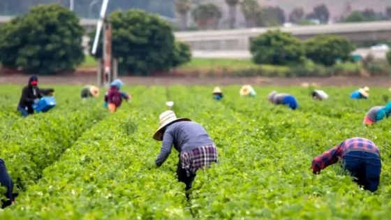 El rol fundamental de los trabajadores rurales en Argentina: la espina dorsal de la economía agrícola