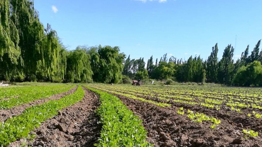 El instituto nacional de semillas aprobó el plan operativo anual 2020 de Chubut