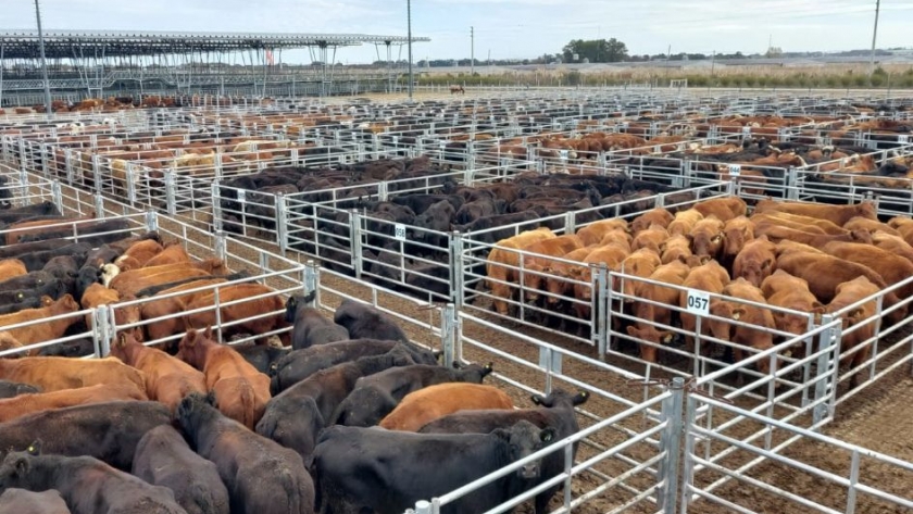 Vacunos: entrada abundante y subas en el Mercado Agroganadero de Cañuelas