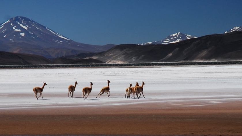 Chaku: esquila de vicuñas en Catamarca
