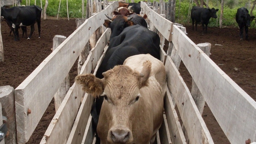 Por cupos completos, repiten el ciclo de Salud Animal