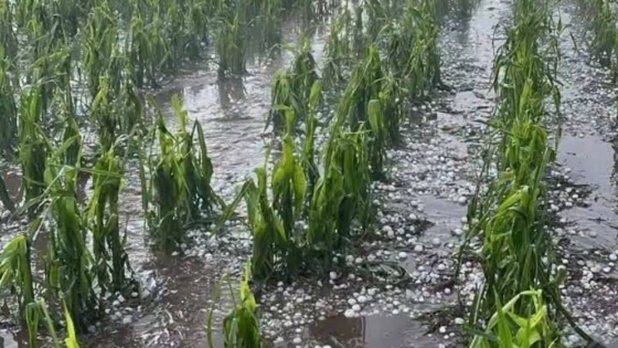 Maíz y girasol dañados tras una fuerte granizada en Santa Fe