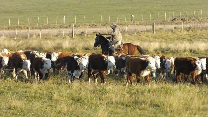 Ganadería: Tercer año consecutivo de crecimiento en producción de carne