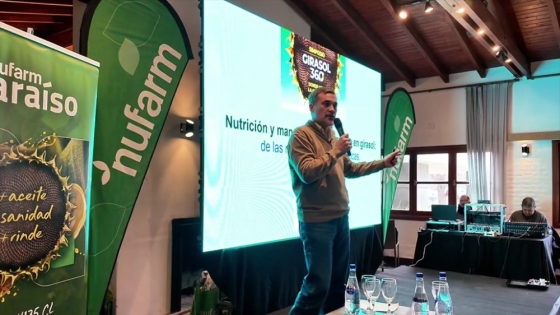 Girasol: las decisiones de siembra y nutrición que definen el rendimiento y la rentabilidad del cultivo.