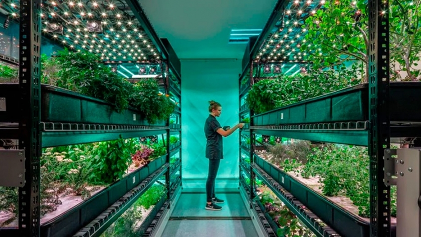 Granjas urbanas, el negocio millonario que produce frutas y verduras durante todo el año