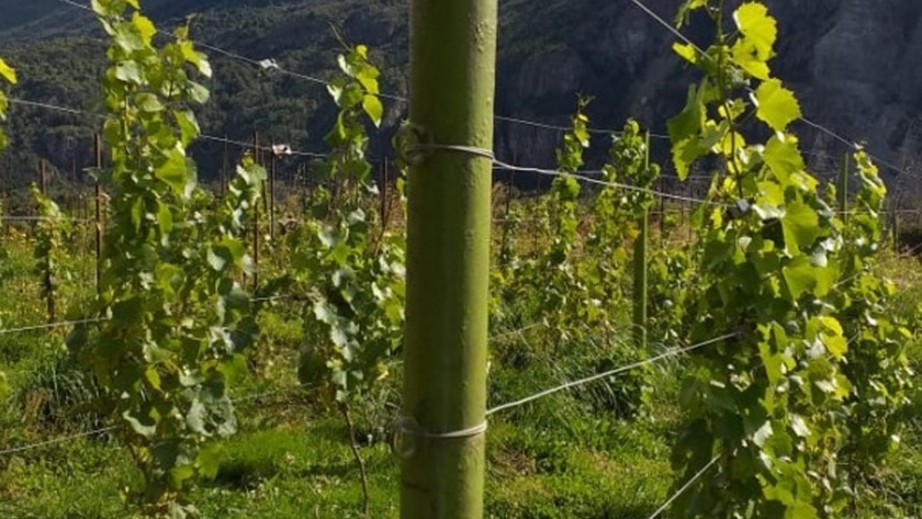 Vitivinicultura: El INV reconoce a Trevelin como la primera zona con Indicación Geográfica del Chubut 