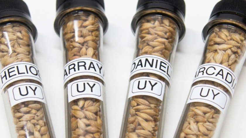 El caso ZoomAgri: Crearon un sistema para determinar en 4 minutos la calidad del grano de cebada que luego será cerveza