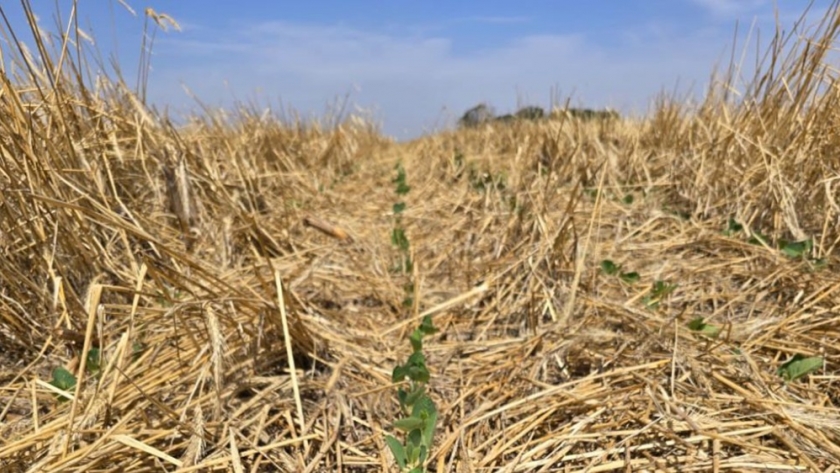 Un estudio desafía una de las prácticas históricas del agro: el barbecho no sería la mejor opción para conservar agua