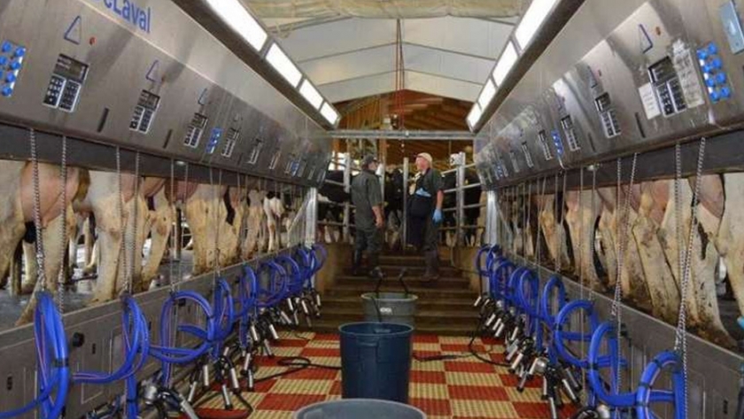 Las células madre mamarias desafían la costosa enfermedad bovina