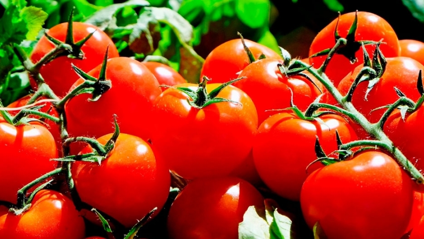 Construirán una planta procesadora de tomates en San Juan