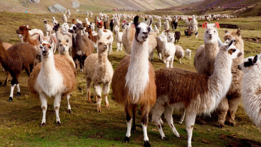 La cría de llamas en el Norte Argentino