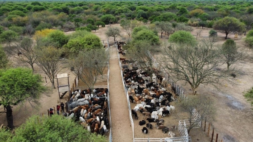El Chorro: Remate de invernada de productores paipperos se realizará el próximo martes 25