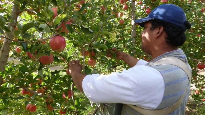 La temporada de peras y manzanas en el Alto Valle no pinta bien y los productores le reclaman a Bahillo “un dólar fruta que nos haga más competitivos”