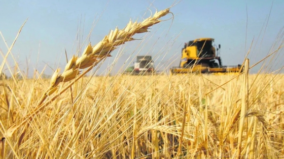Termina la cosecha del trigo