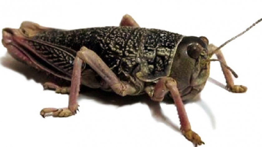 Alerta por nacimientos de 