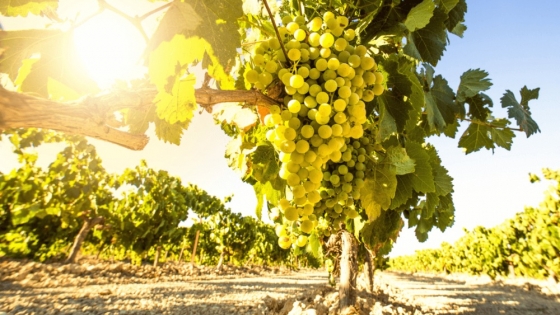 Para brindar en las fiestas: el “torrontés sanjuanino” se suma al catálogo de vinos de calidad