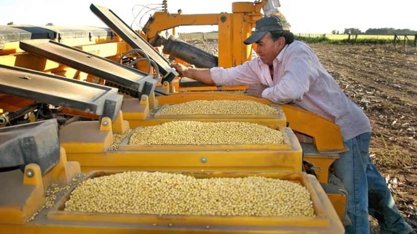 Crece la polémica por un proyecto del Gobierno para que el país se adhiera a un convenio internacional de semillas