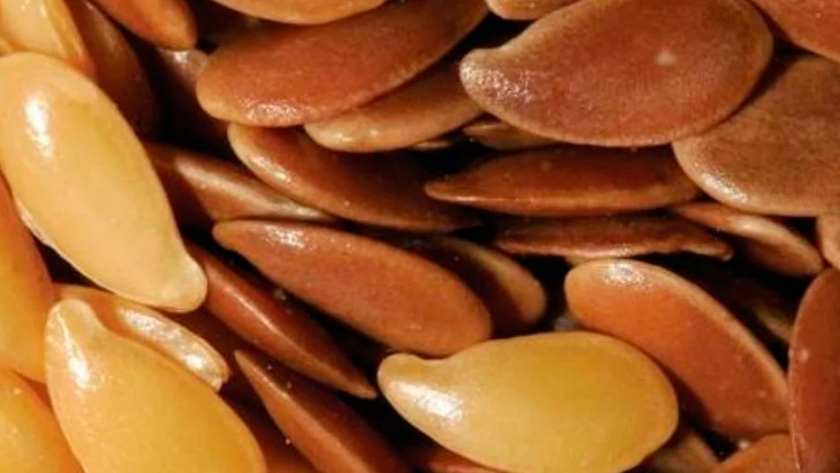 Linaza extruida para enriquecer carne y huevos con omega 3