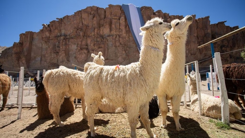 El encanto de El Alto y Tapso: tesoros escondidos de Catamarca