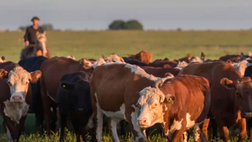 Milano sobre la tendencia de los precios de la ganadería: Obligan a nuestros productores a invertir en lo que saben